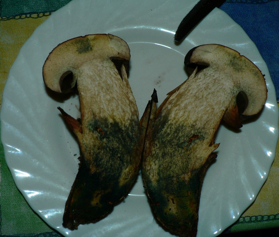 Boletus fragans????